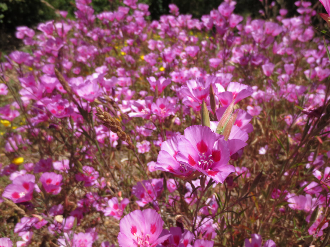 Clarkias; The Useful and the Beautiful