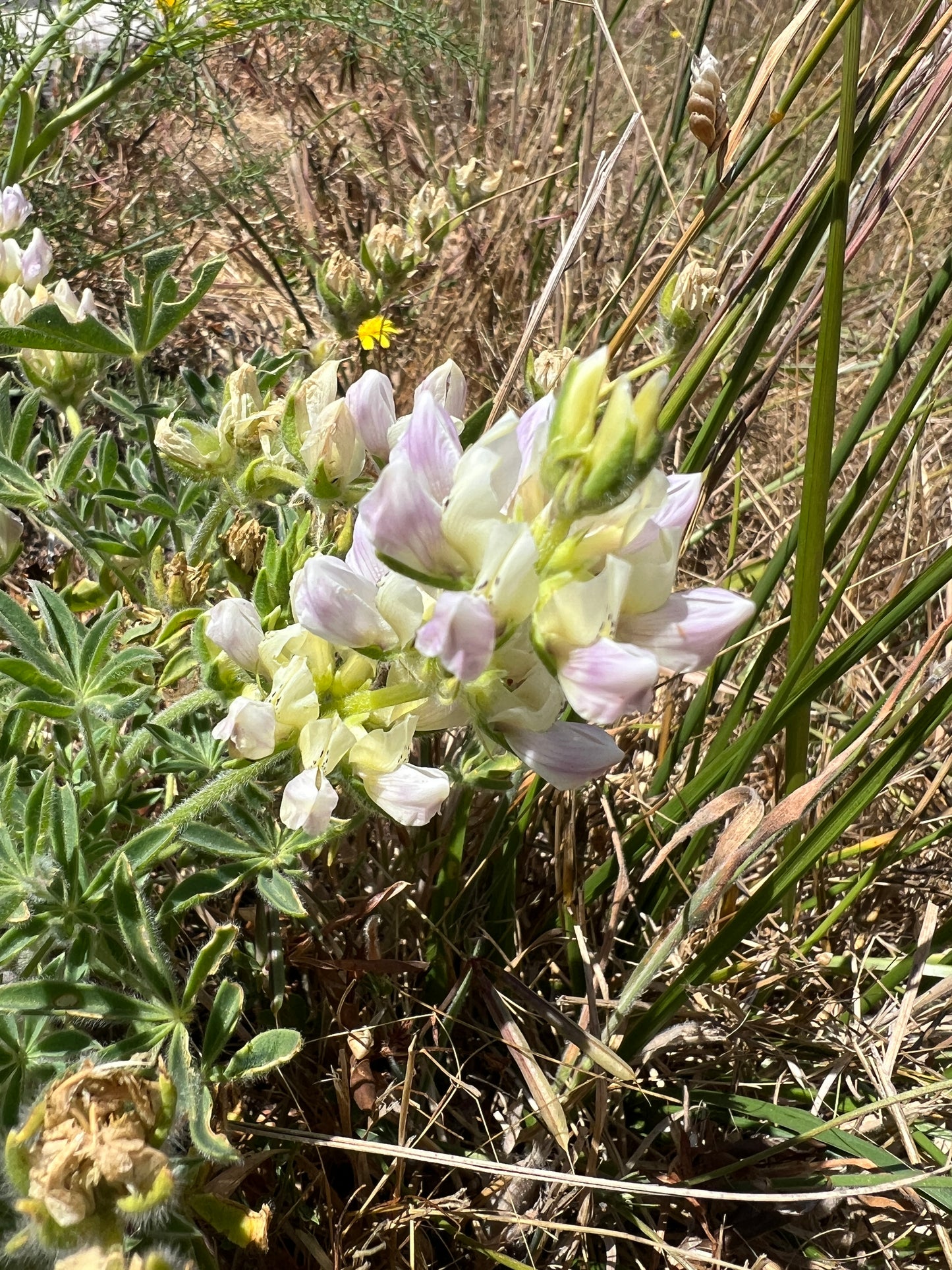 Lupinus microcarpus var. densiflorus, Wedding Cake Lupine