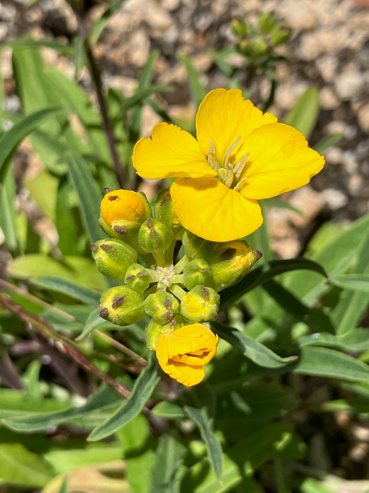 Erysimum franciscanum, San Francisco Wallflower