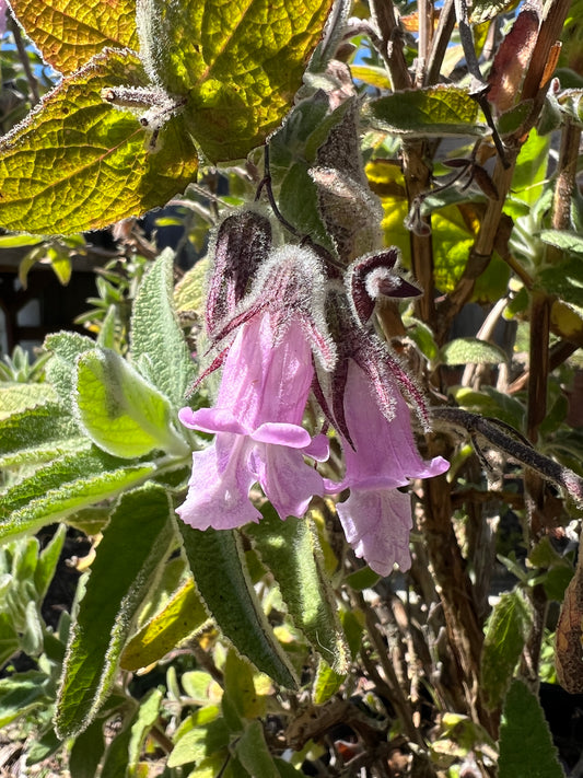 Lepechinia fragrans, Fragrant Pitcher Sage
