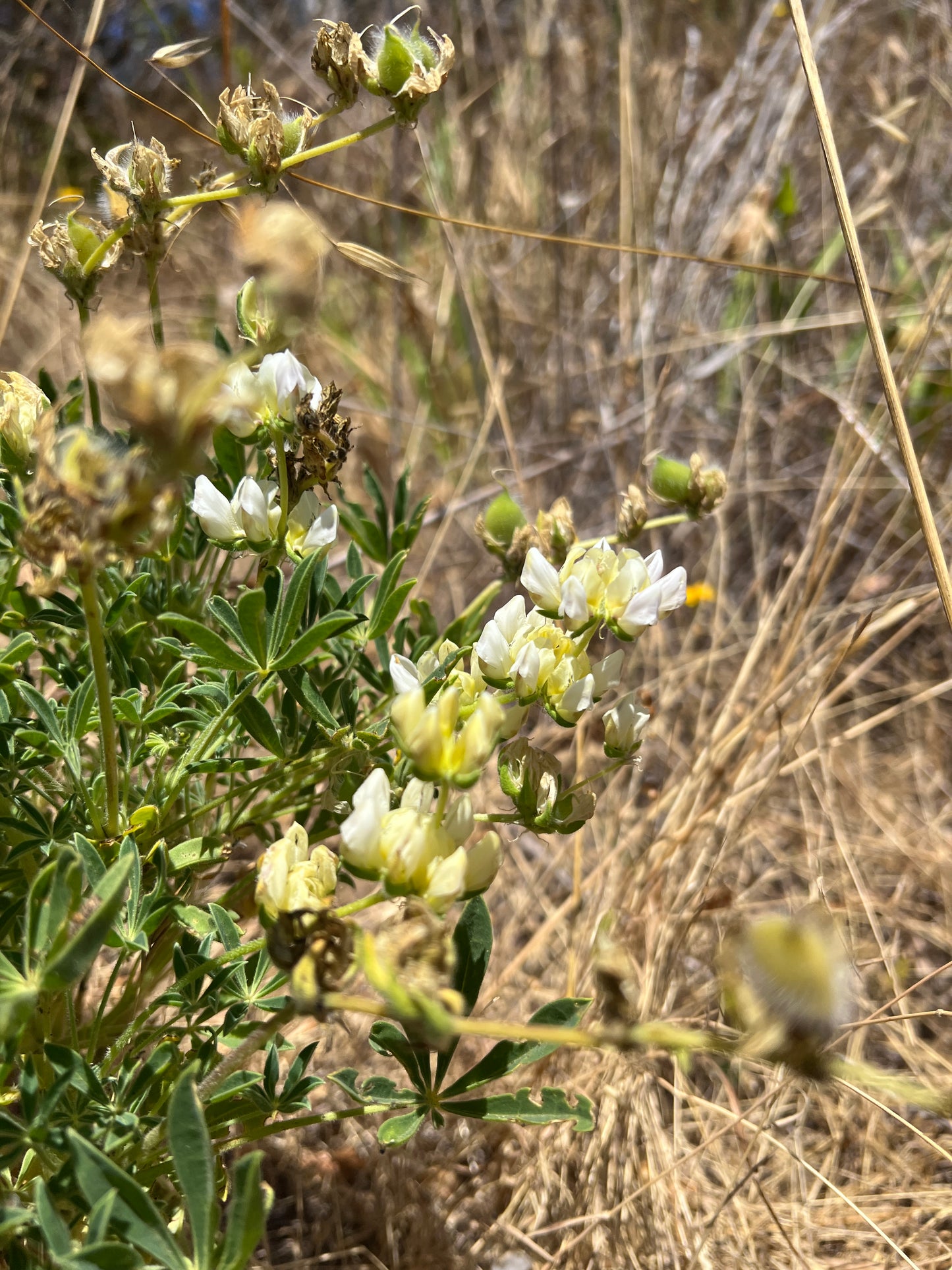Lupinus microcarpus var. densiflorus, Wedding Cake Lupine