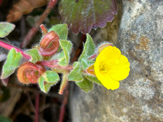 Camissoniopsis cheiranthifolia, Beach Sun Cups