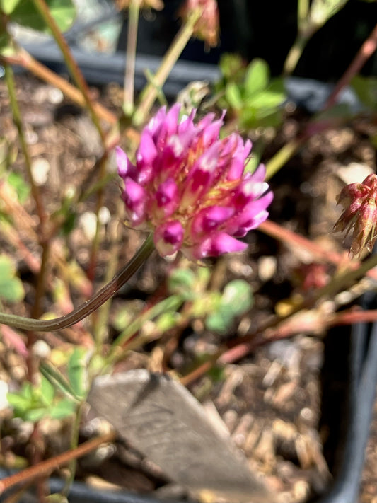 Trifolium gracilentum, Pinpoint Clover