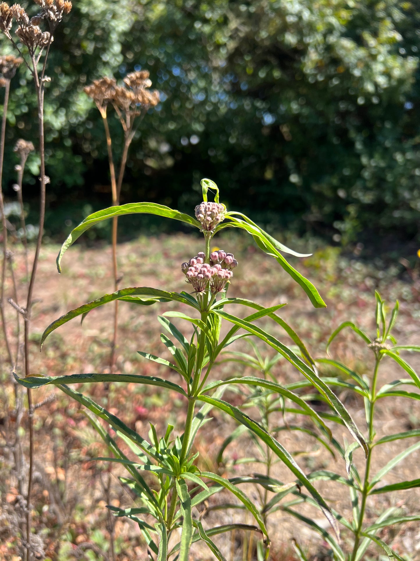 Asclepias fascicularis, Narrow-leaf Milkweed