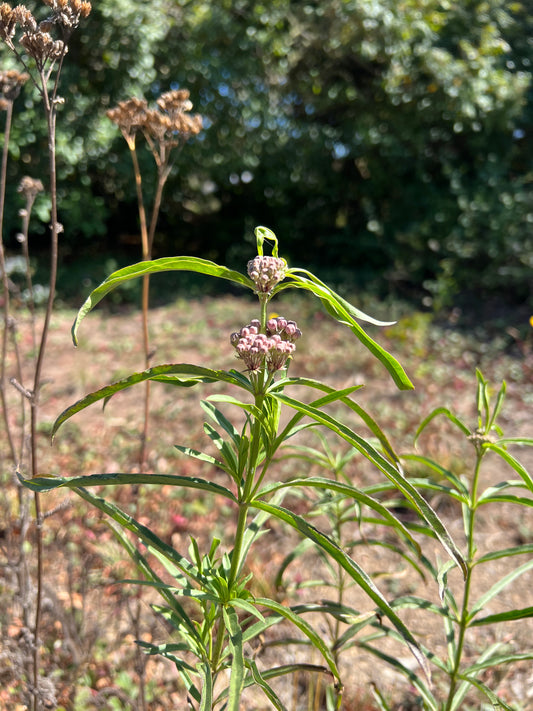 Asclepias fascicularis, Narrow-leaf Milkweed