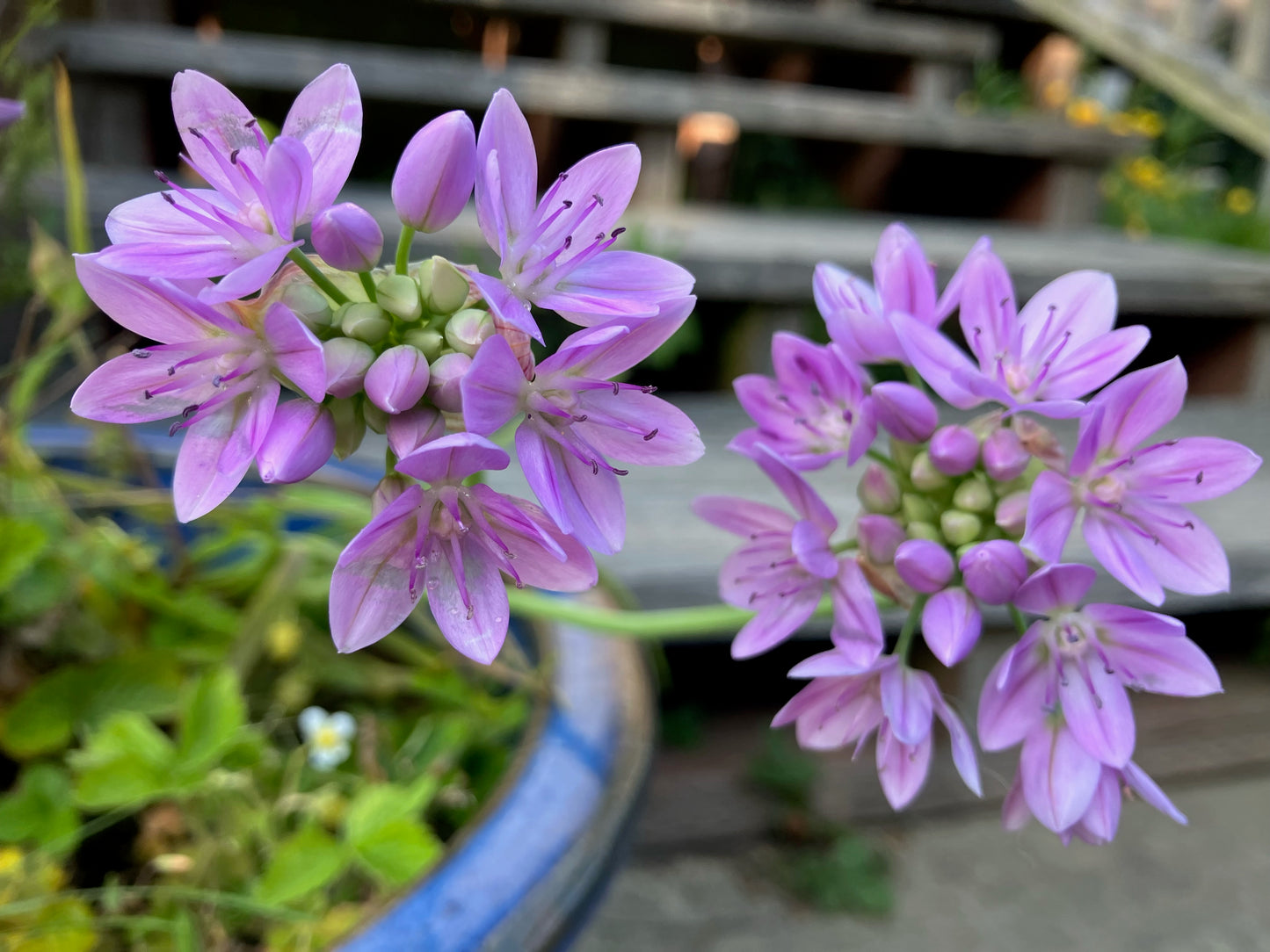 Allium unifolium, Single-leaf Onion, Blush Onion