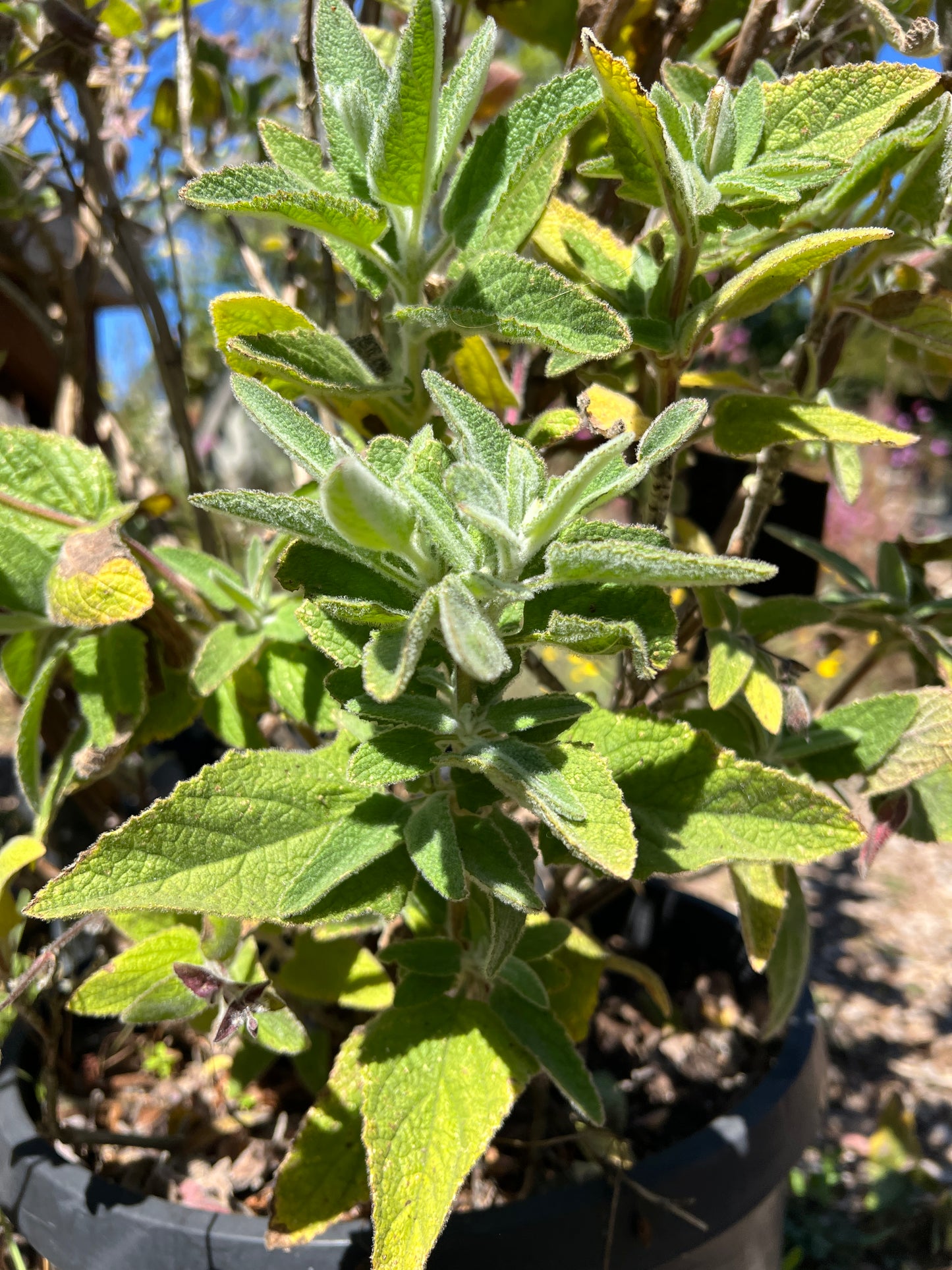 Lepechinia fragrans, Fragrant Pitcher Sage