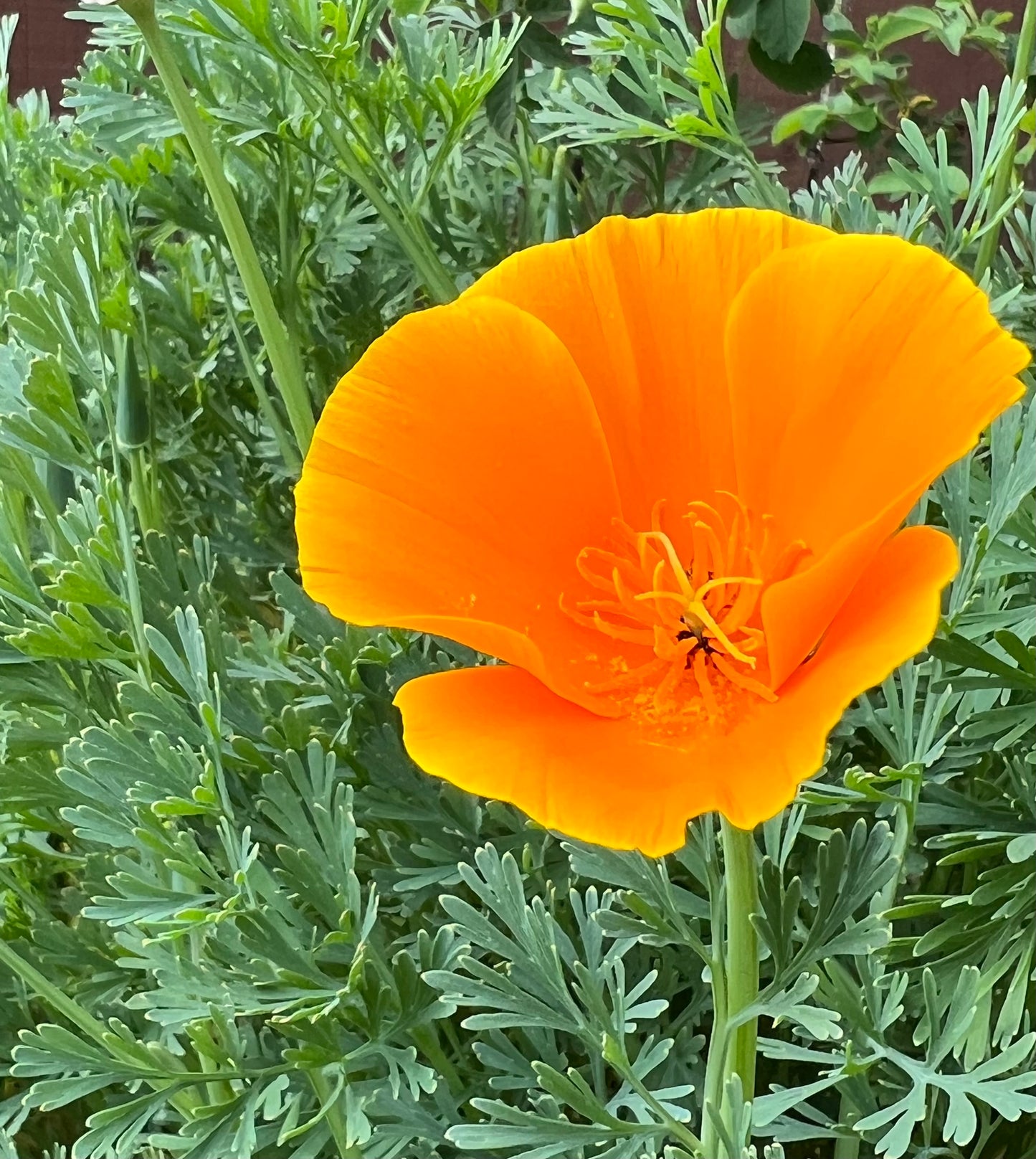 Eschscholzia californica, California Poppy