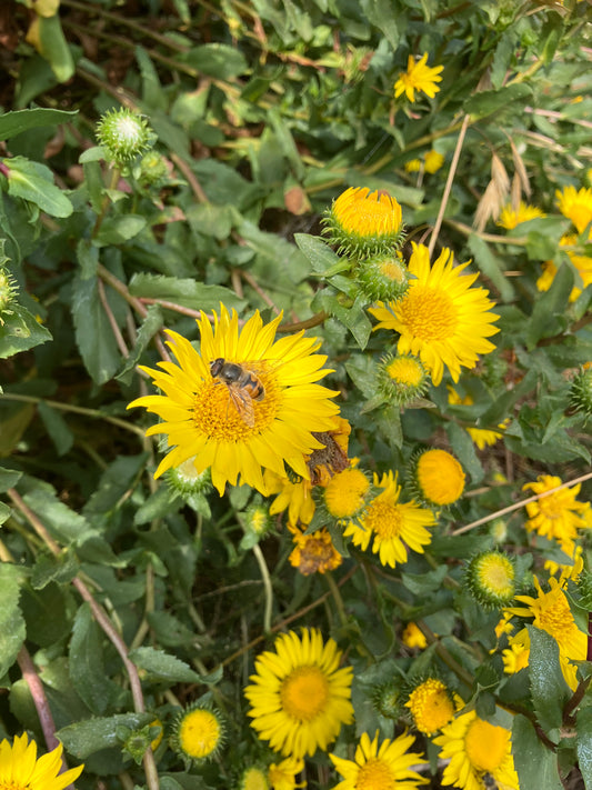 Grindelia camporum, Central Valley Gumplant