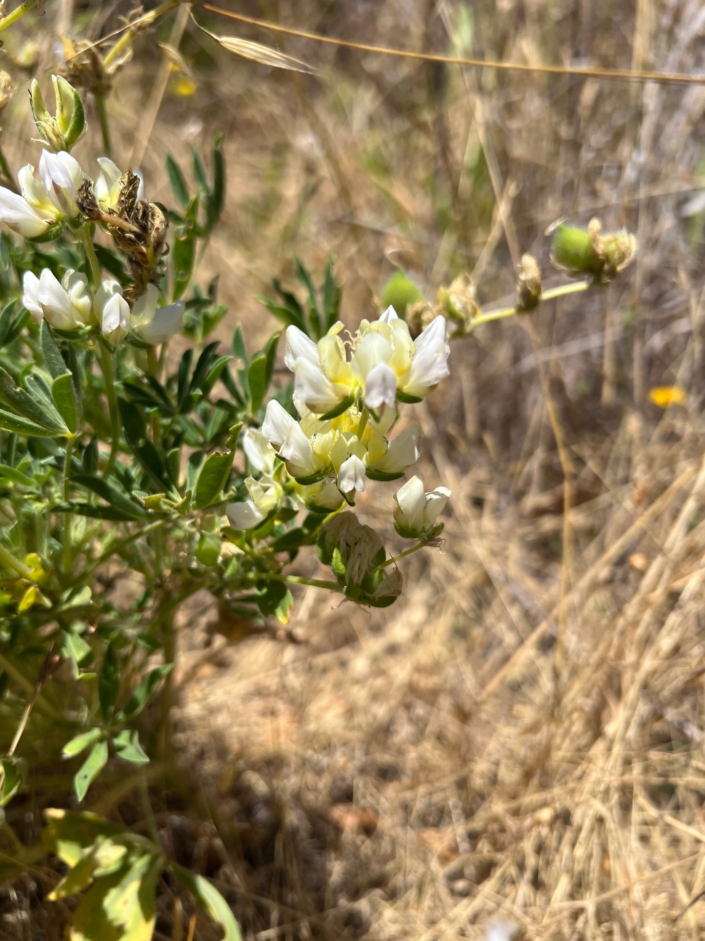 Lupinus microcarpus var. densiflorus, Wedding Cake Lupine