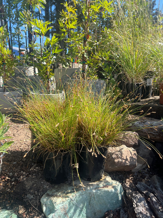 Carex praegracilis, Slender Sedge