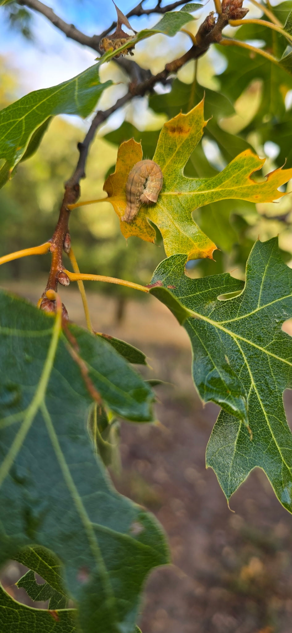 Quercus kellogii, California Black Oak