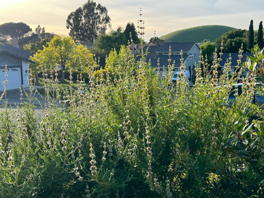 Salvia mellifera, Black Sage
