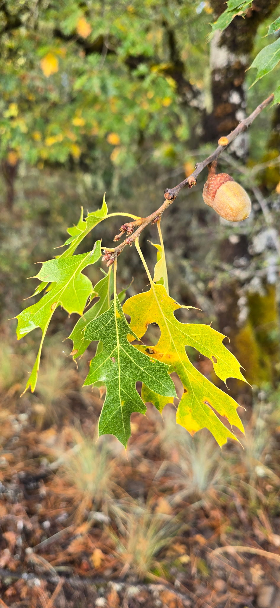 Quercus kellogii, California Black Oak