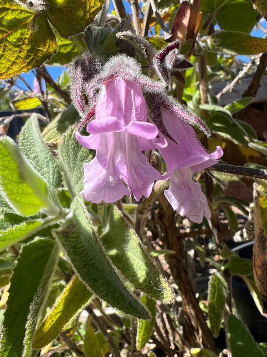 Lepechinia fragrans, Fragrant Pitcher Sage