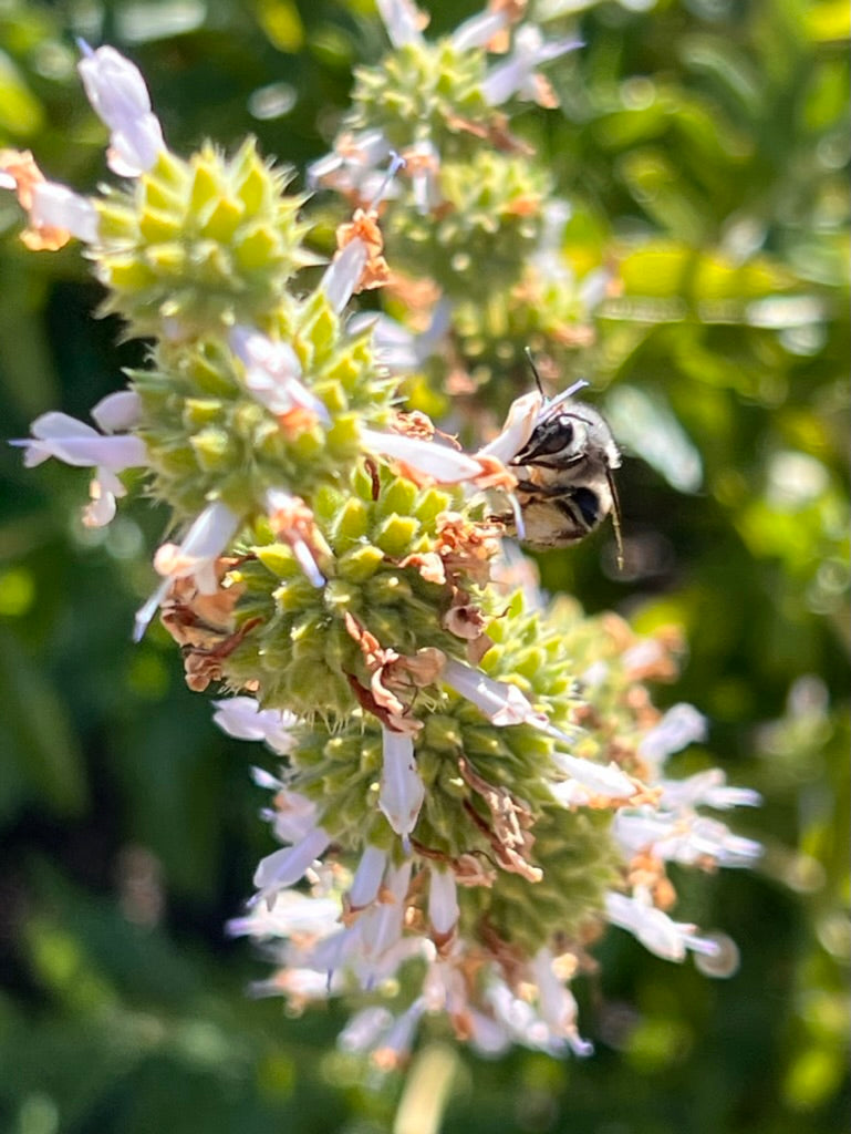salvia flower seeds Salvia mellifera, Black Sage – Larner Seeds