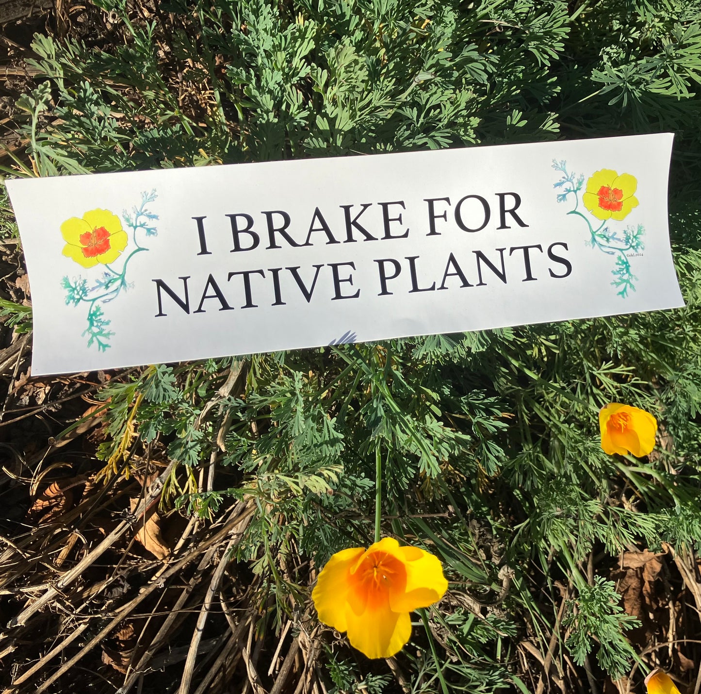 "I Brake For Native Plants" Bumper Sticker