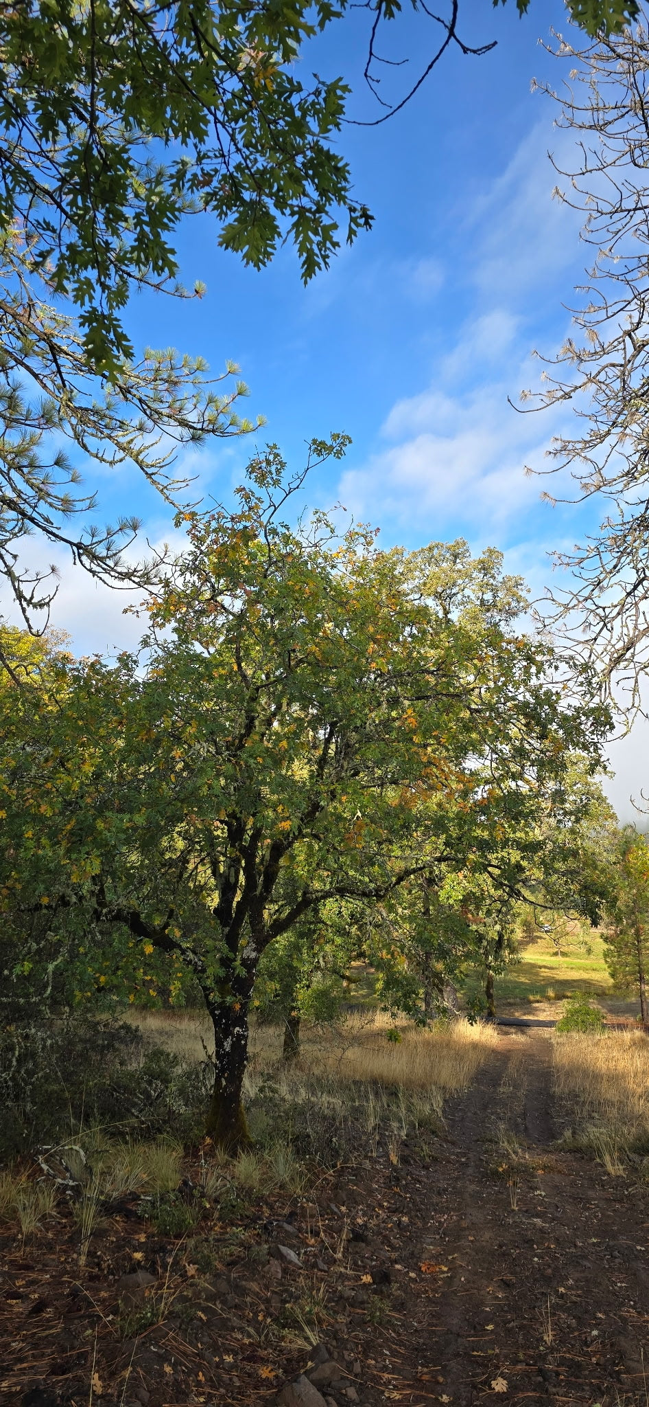 Quercus kellogii, California Black Oak