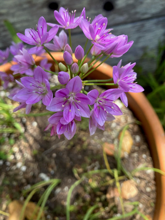 Allium unifolium, Single-leaf Onion, Blush Onion