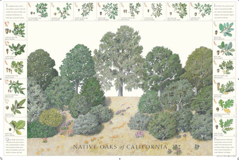 Native Oaks of California Print