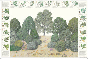 Native Oaks of California Print