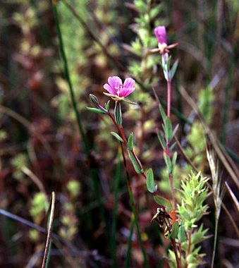 Clarkia purpurea, Purple Clarkia