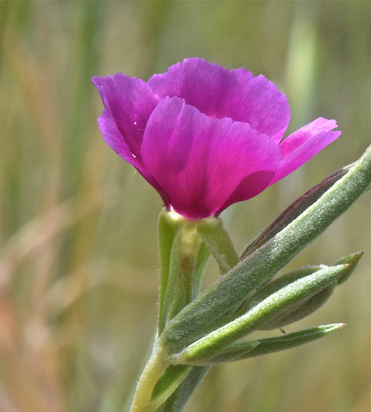 Clarkia purpurea, Purple Clarkia