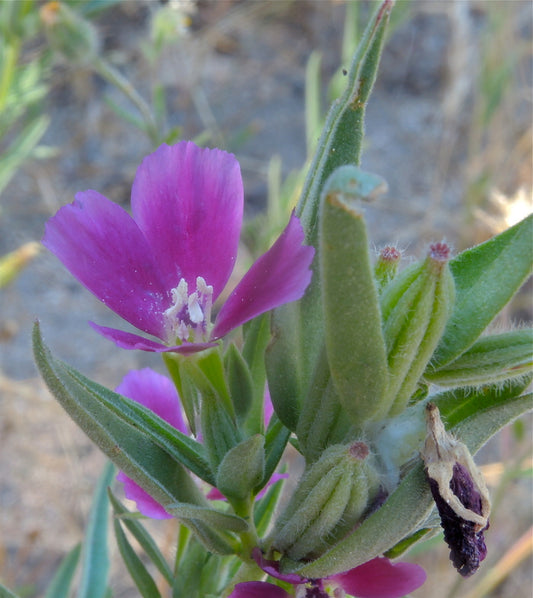 Clarkia purpurea ssp. quadrivulnera, Varied Clarkia