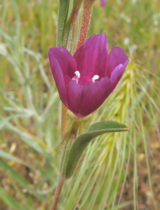 Clarkia purpurea ssp. quadrivulnera, Varied Clarkia