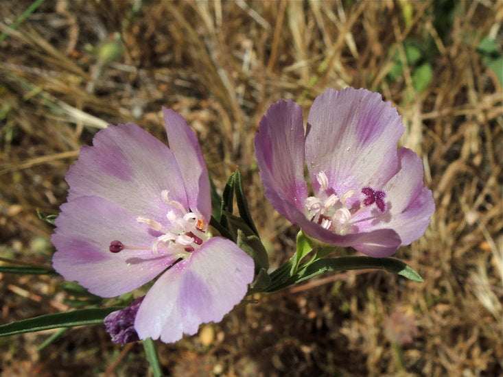 Clarkia purpurea ssp. quadrivulnera, Varied Clarkia