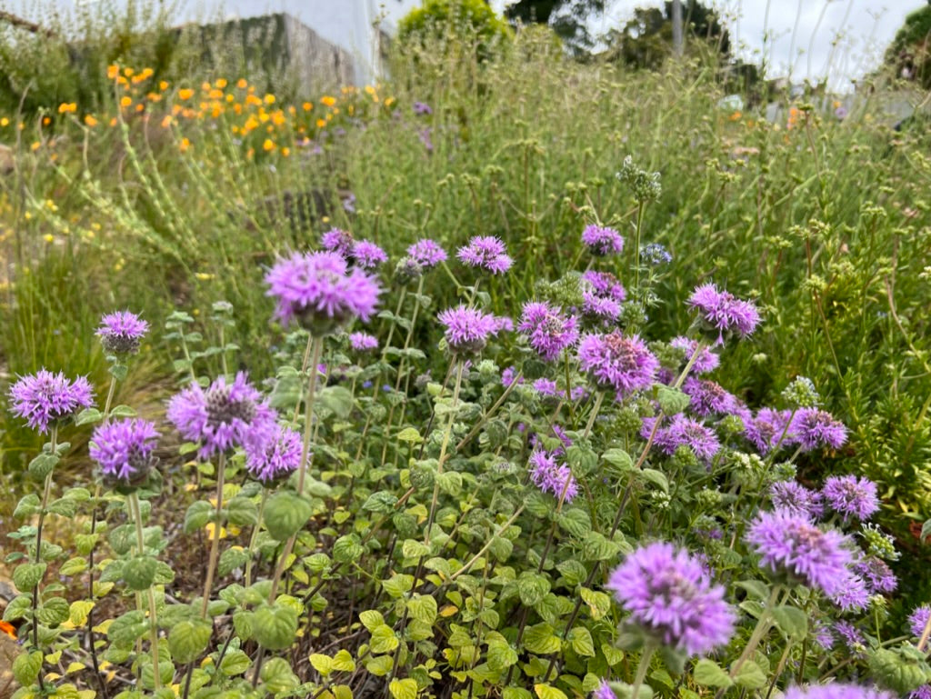 Monardella villosa, Coyote Mint