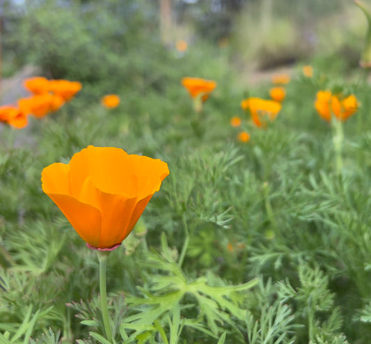 Eschscholzia californica, California Poppy