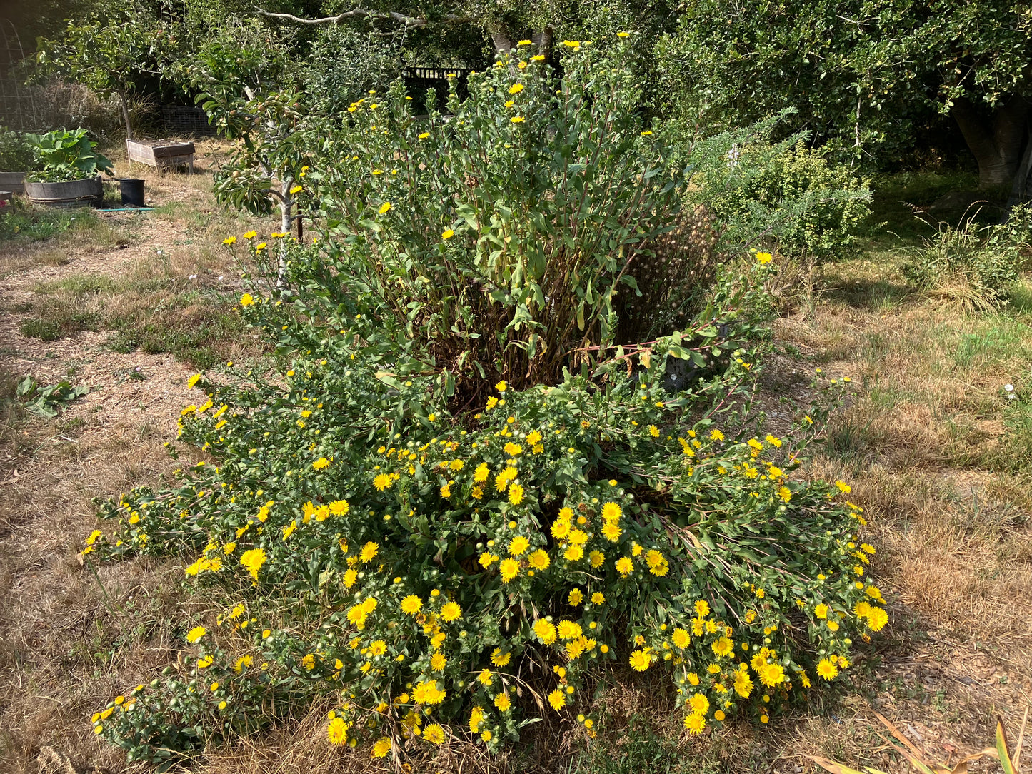 Grindelia camporum, Central Valley Gumplant