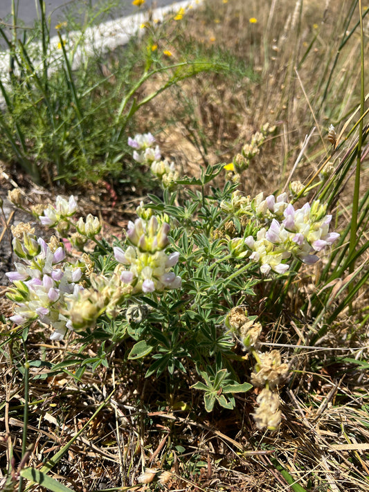 Lupinus microcarpus var. densiflorus, Wedding Cake Lupine