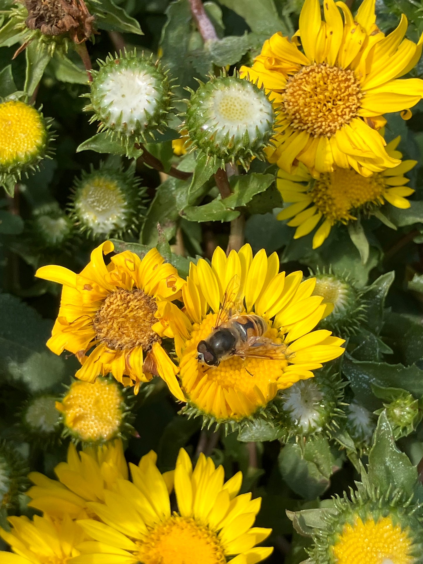 Grindelia camporum, Central Valley Gumplant