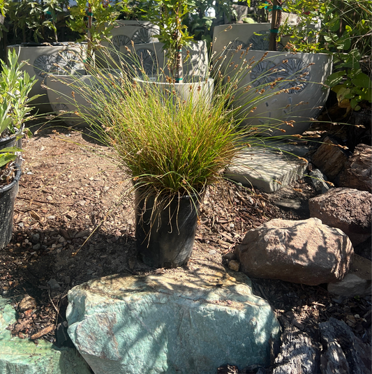 Carex praegracilis, Slender Sedge