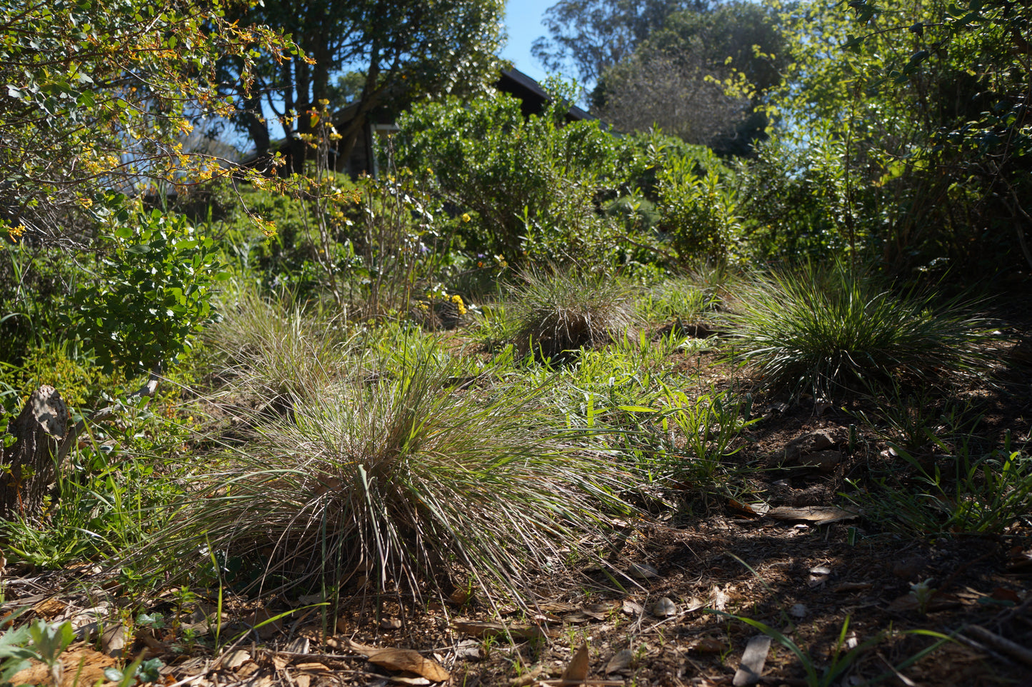 Calamagrostis foliosa, Leafy Reed Grass