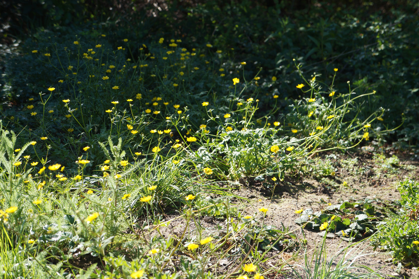 Ranunculus californicus, Buttercup