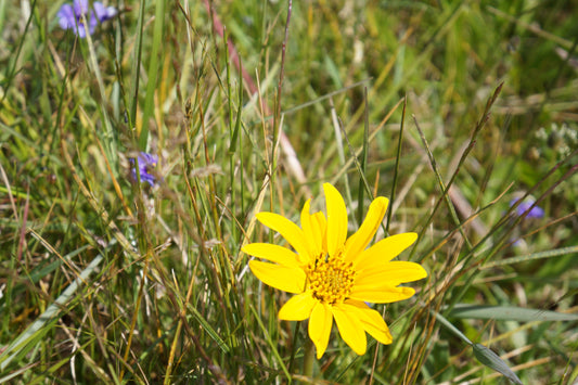 Wyethia angustifolia, Mule's Ear