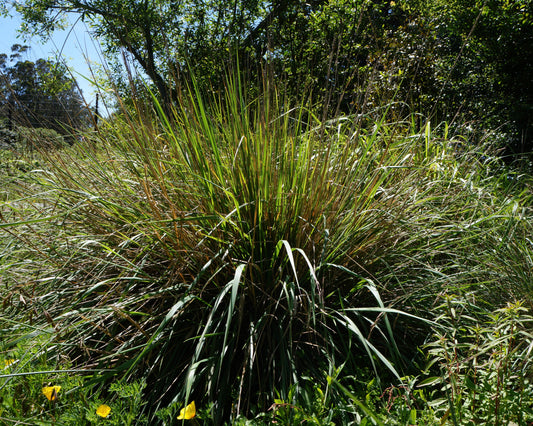 Calamagrostis nutkaensis, Pacific Reed Grass