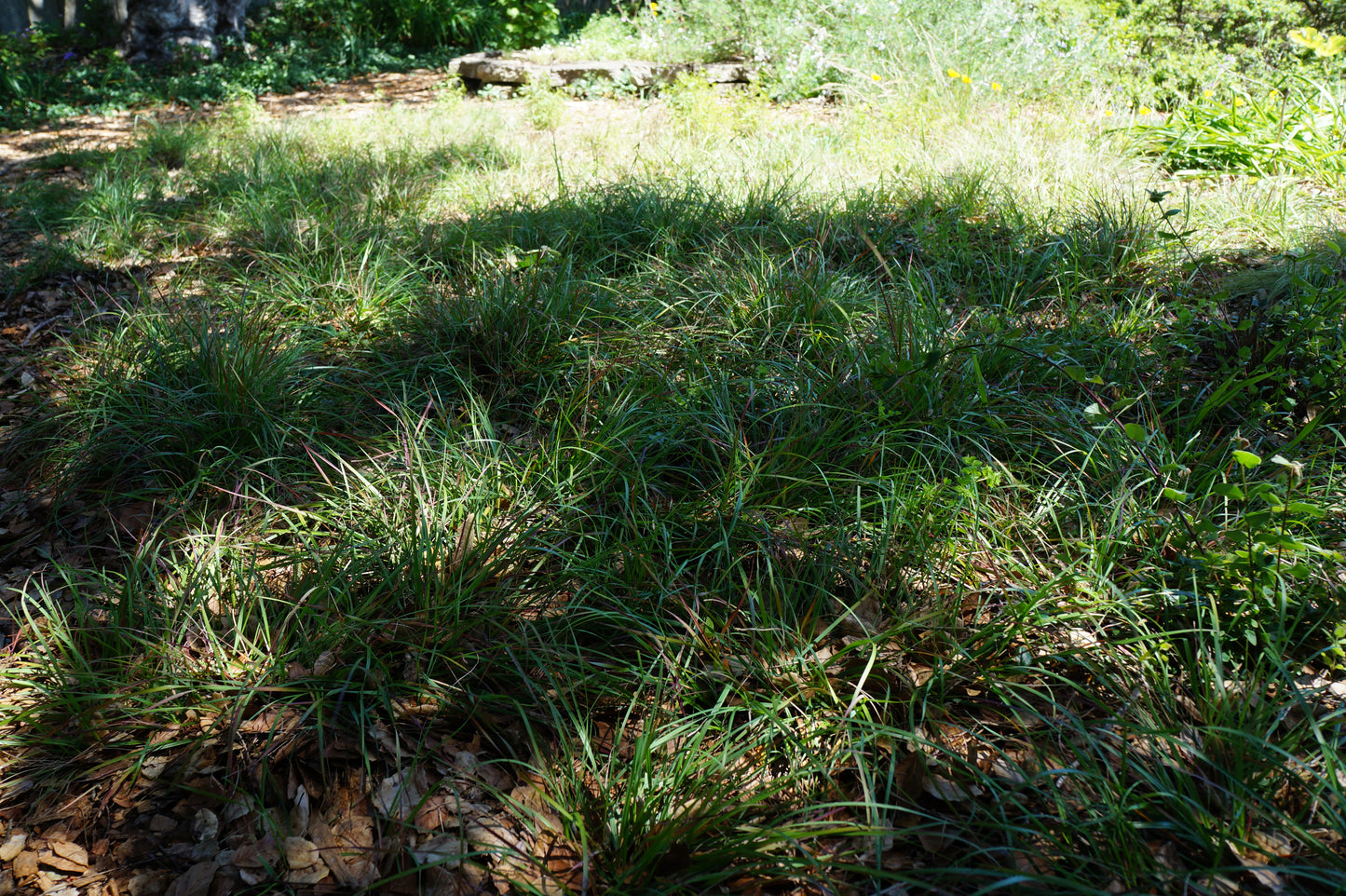 Danthonia californica, California Oatgrass
