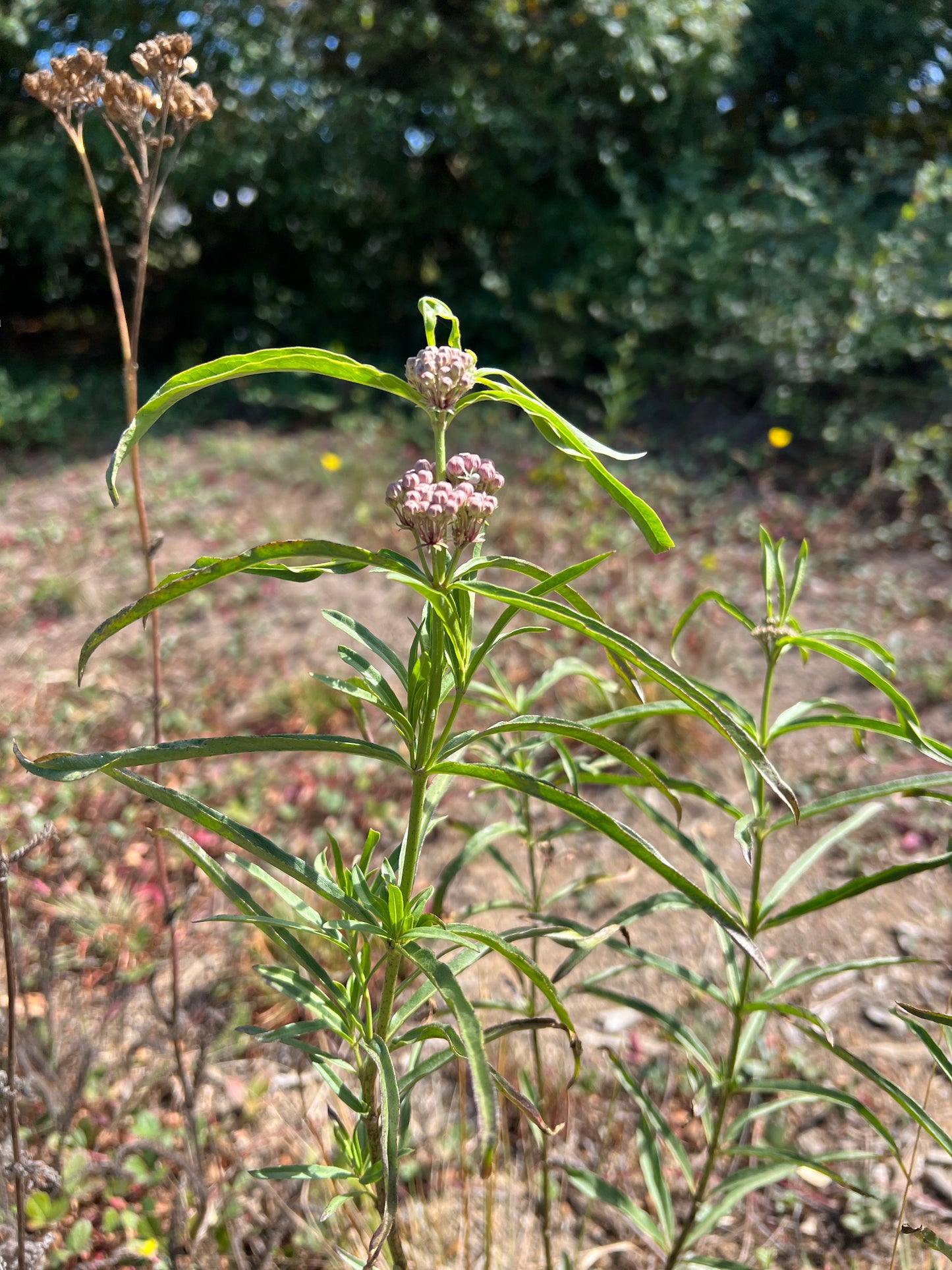 Asclepias fascicularis, Narrow-leaf Milkweed