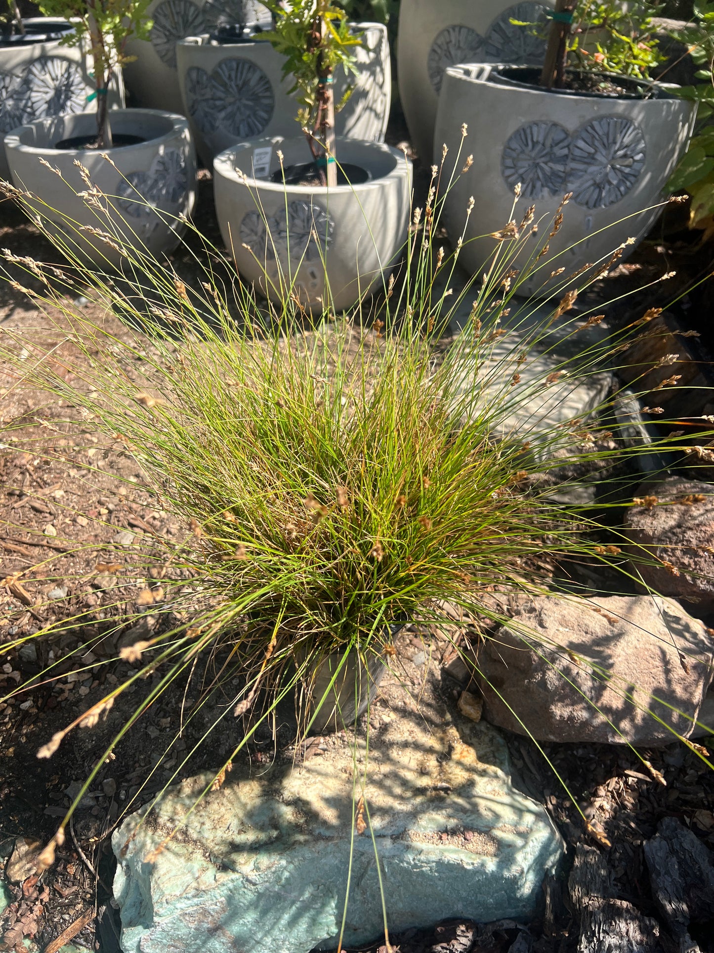 Carex praegracilis, Slender Sedge