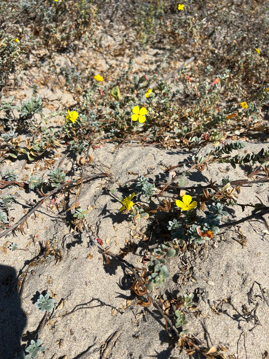 Camissoniopsis cheiranthifolia, Beach Sun Cups