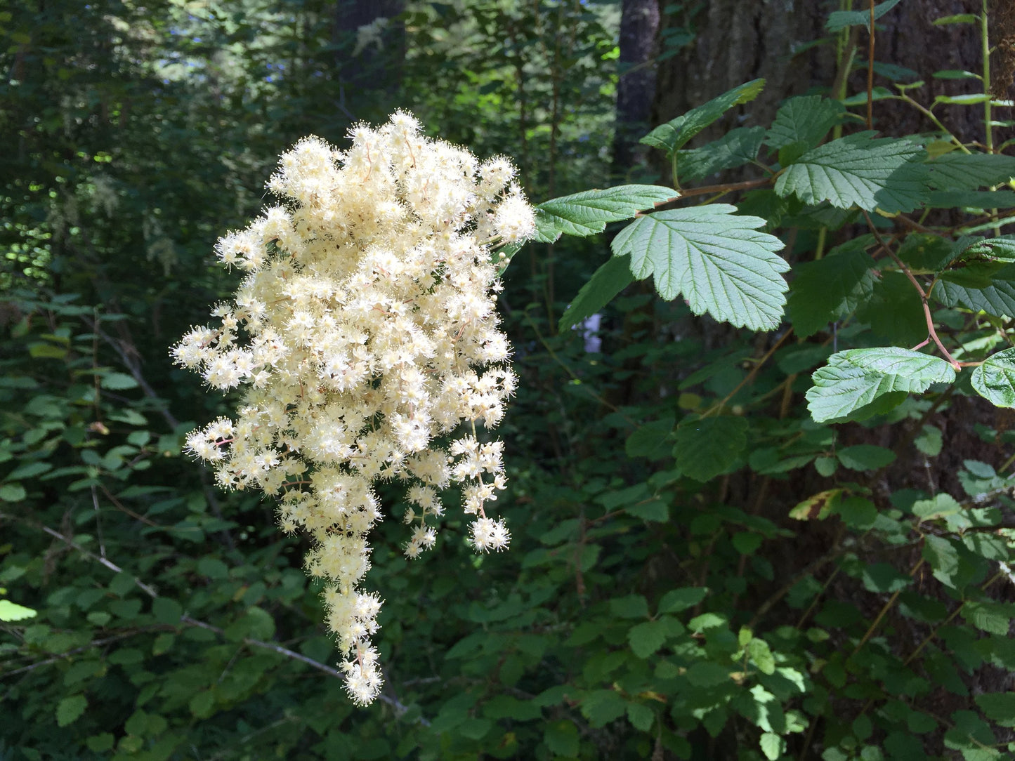 Holodiscus discolor, Ocean Spray