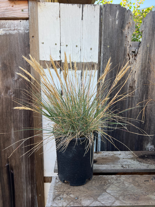 Calamagrostis foliosa, Leafy Reed Grass