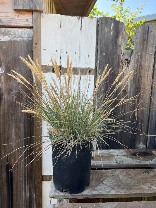 Calamagrostis foliosa, Leafy Reed Grass