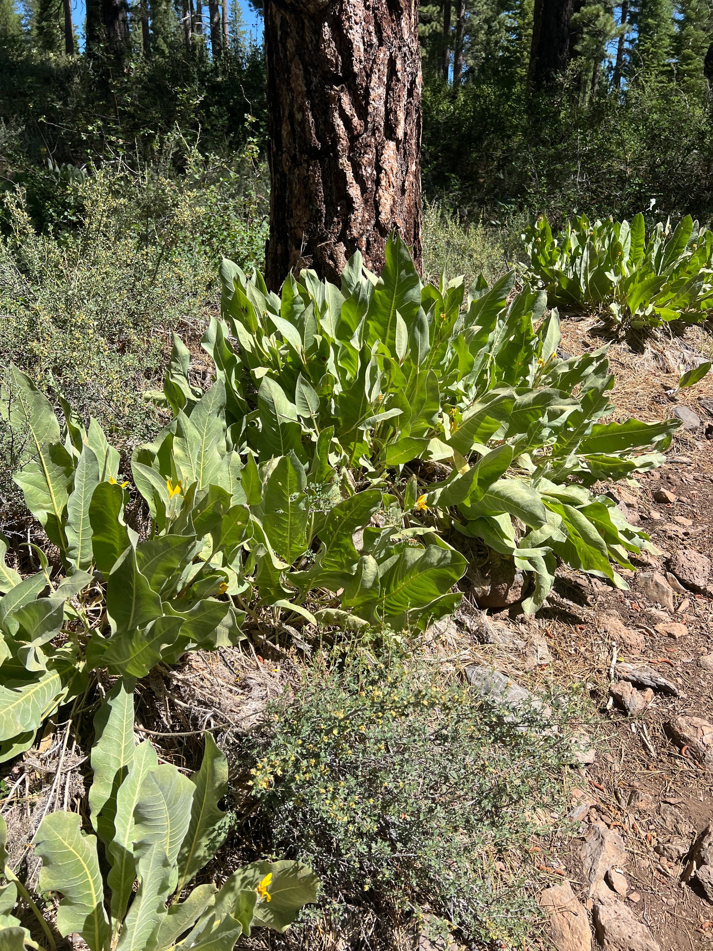 Wyethia mollis, Woolly Mule’s Ears