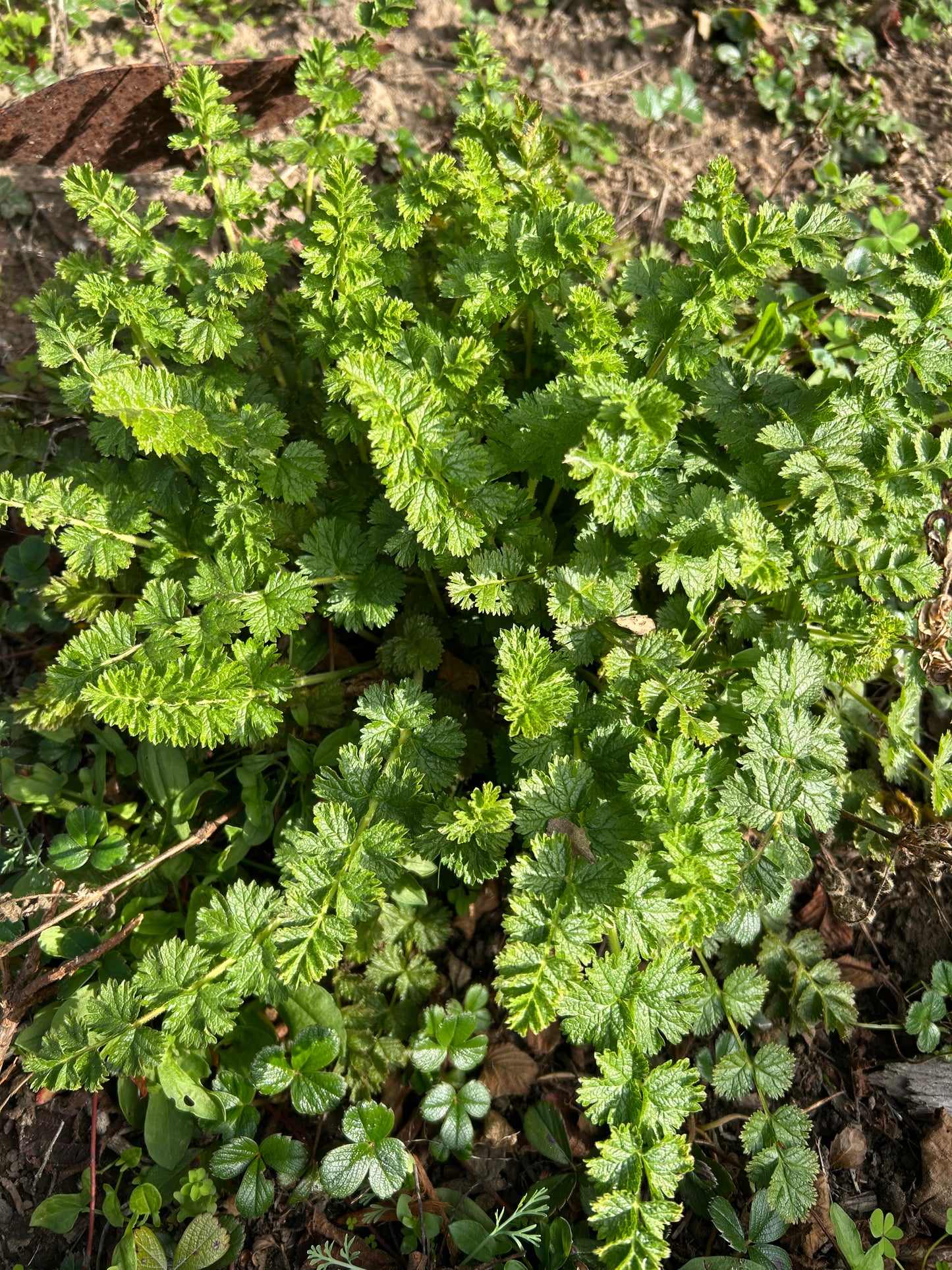 Horkelia californica, California Horkelia