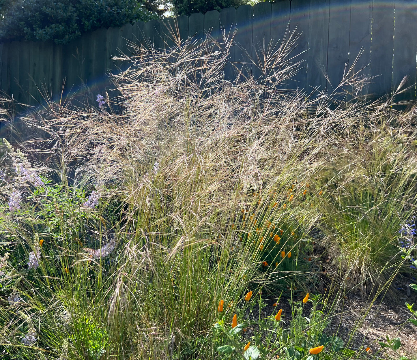 Stipa pulchra, Purple Needlegrass
